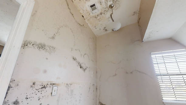 Mold Odor Removal Services in Wailea, HI