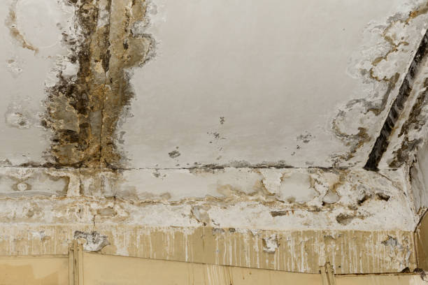 Mold Remediation for Rental Properties in Wailea, HI