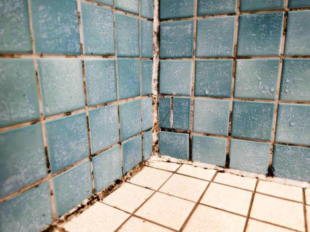 Best Crawl Space Mold Remediation  in Wailea, HI