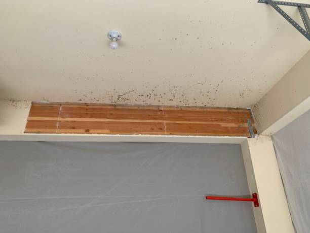 Professional Mold Removal in Wailea, HI