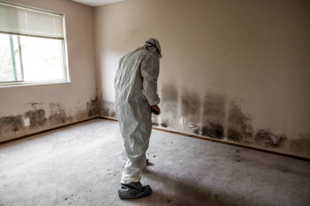 Mold Remediation for Vacation Homes in Wailea, HI